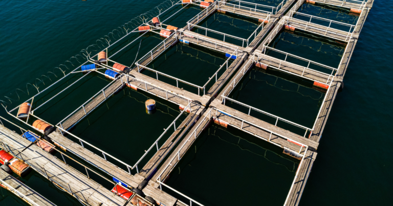 Projeto de Lei no Senado propõe regulamentação separada para aquicultura e pesca