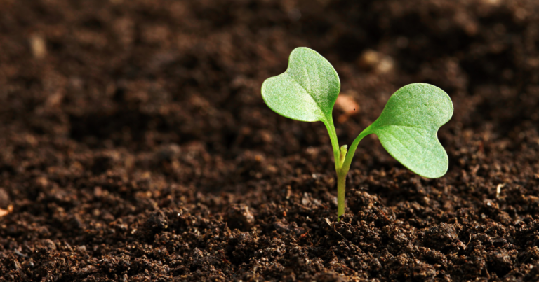 Executiva global do Rabobank destaca avanços e oportunidades sustentáveis no agro brasileiro