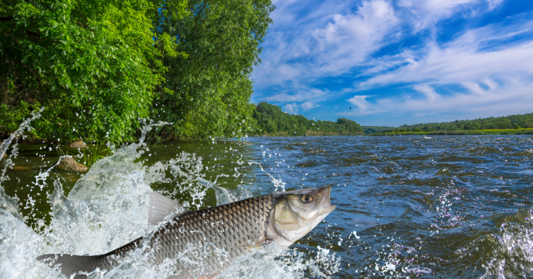 Nova plataforma digital impulsiona exportação do pescado brasileiro