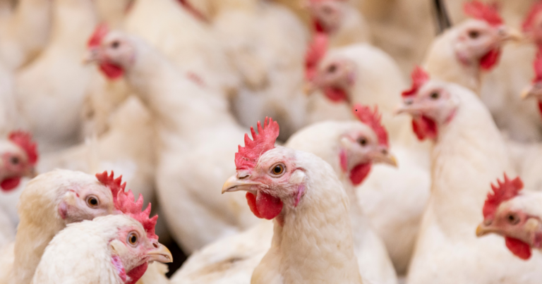Aviagen adquire granja com capacidade de produção de 4,3 milhões de matrizes por ano