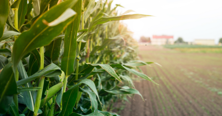 Melhoramento genético amplia área plantada e fortalece mercado de milho no Brasil