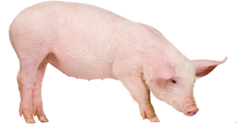 De janeiro a novembro, SC exportou 657,8 mil toneladas de carne suína, com receitas de US$ 1,54 bilhão 