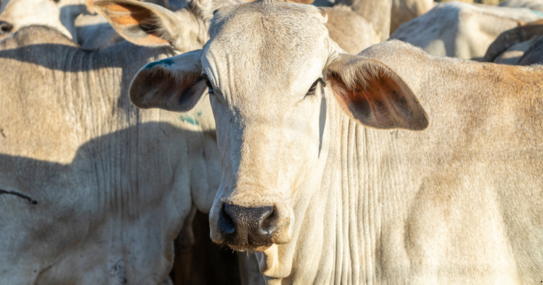 Ressincronização em bovinos é estratégia para impulsionar produtividade e lucro na pecuária