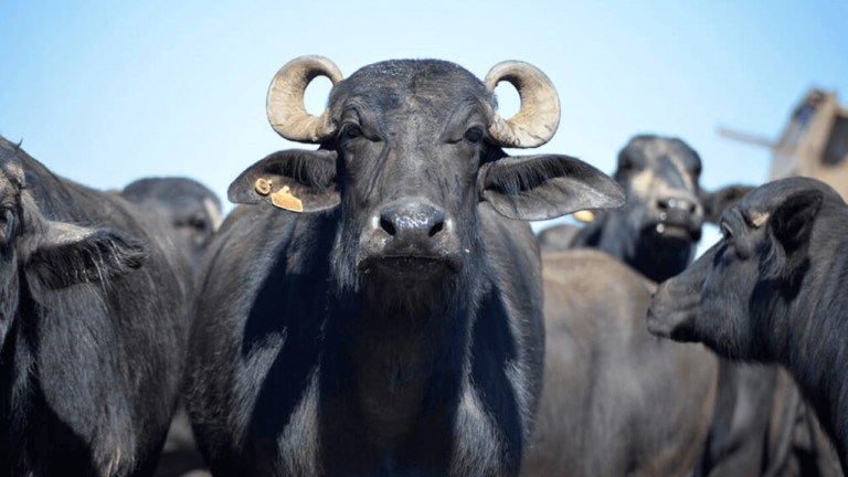 MAPA anuncia o Egito como novo destino da carne e miúdos de búfalos brasileiros
