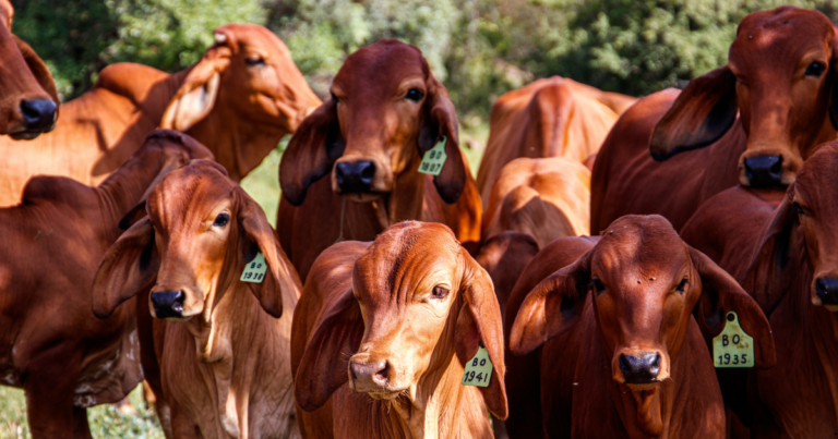 Fazenda Nelore Beabisa atinge 75% de taxa de prenhez