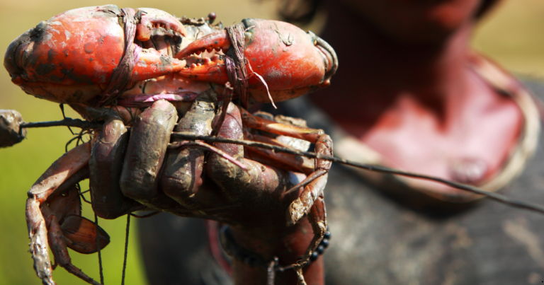 Portaria regulamenta período de defeso do caranguejo-uçá em 11 estados