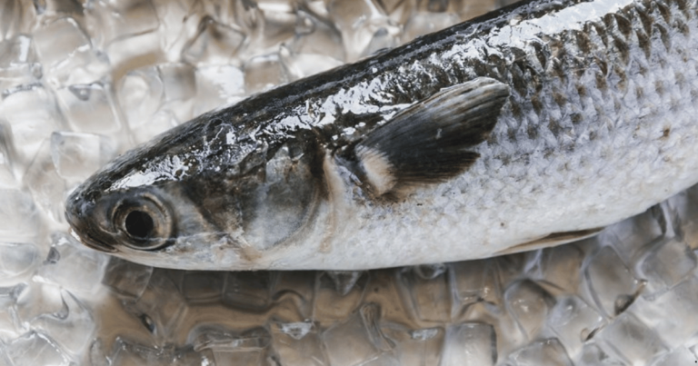 Edital abre inscrições para pesca especial de tainha em 2025
