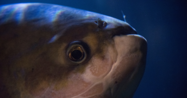 Crise na produção de peixes nativos  nos últimos anos começa a ser superada