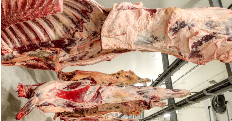 Pecuária bovina brasileira deve manter trajetória de crescimento de preço em 2025