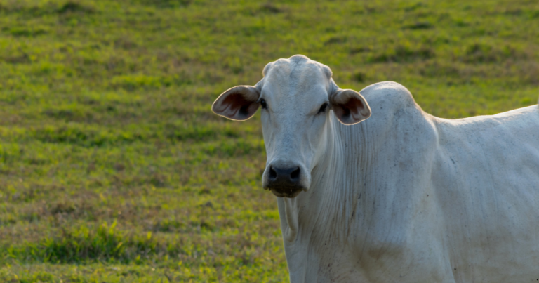Levantamento do Sindan aponta que sanidade animal representa menos de 0,4% do preço do boi