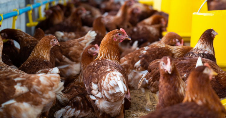 O uso de multiprotease no aumento da eficiência na produção animal 
