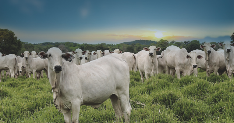 Embrapa e UFMS criam tecnologia de monitoramento remoto de bovinos para aumentar bem-estar animal e rastreabilidade