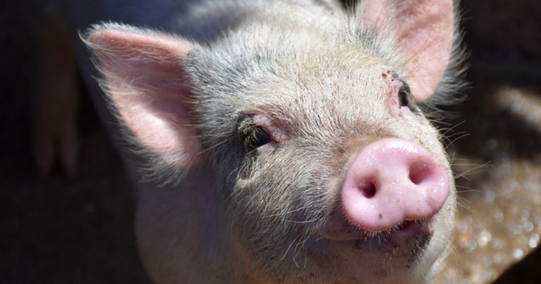 Brasil amplia exportações de carne suína e de aves com novas plantas habilitadas no Peru