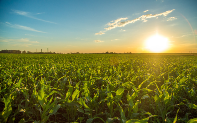 Valor bruto da produção agropecuária alcança R$ 1,41 trilhão em janeiro de 2025