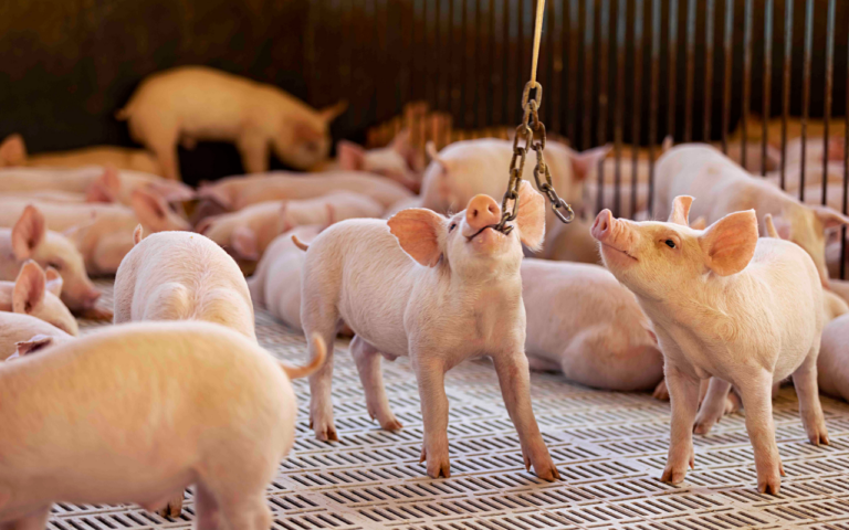 Aurora Coop reforça compromisso com sustentabilidade e bem-estar animal