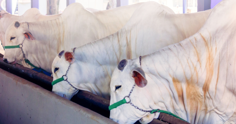 MFG Agropecuária conquista certificação em bem-estar animal e mira reconhecimento internacional