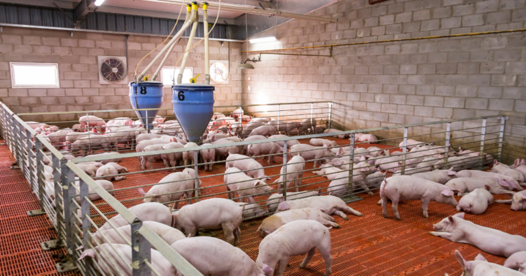 Mercado suíno avança com novas parcerias e inovações em nutrição