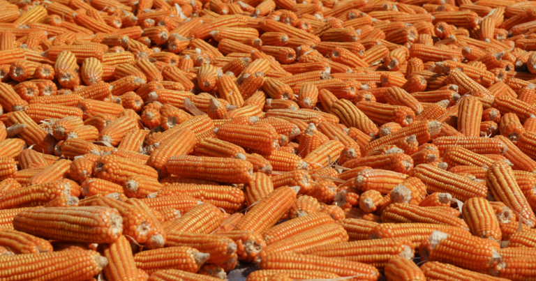 Mercado de milho segue valorizado diante de cenário climático e atrasos na safra