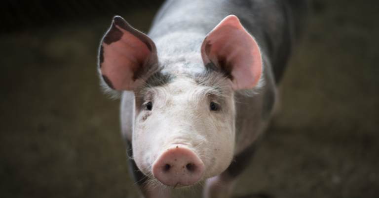 Mercado de carnes encerra fevereiro com oscilações nos preços