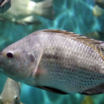 Ampliar exportações brasileiras é foco da PEIXE BR na maior feira de pescados da América do Norte