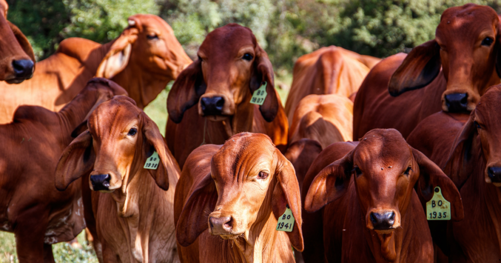 Mesa Brasileira da Pecuária Sustentável lança guia sobre bem-estar bovino em evento online