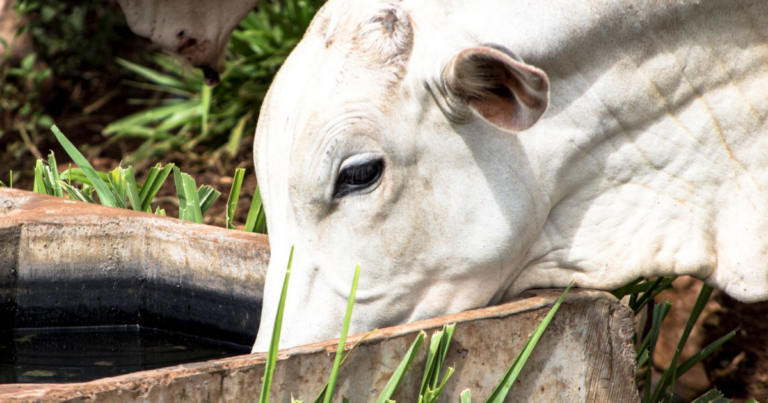 Calor intenso impacta desempenho do rebanho bovino e exige cuidados com água e nutrição
