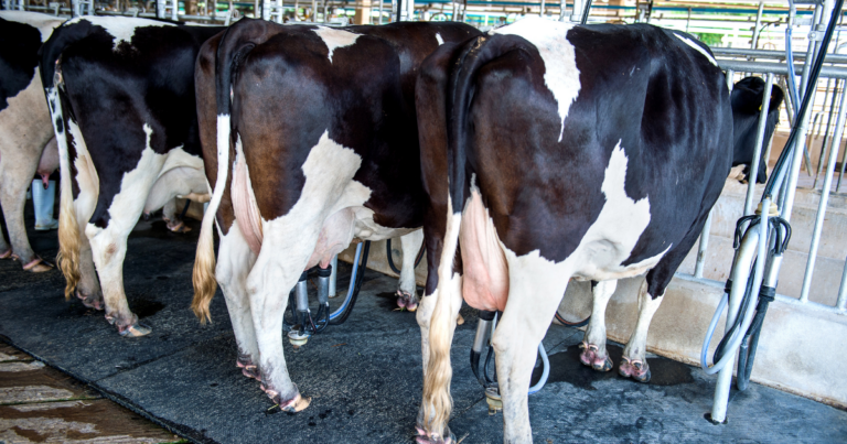 3º Dia de Campo do Vale do Paraíba promove inovações na produção de leite