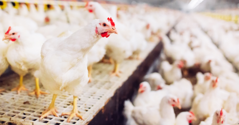 Aditivo nutricional à base de leveduras melhora desempenho de frangos de corte