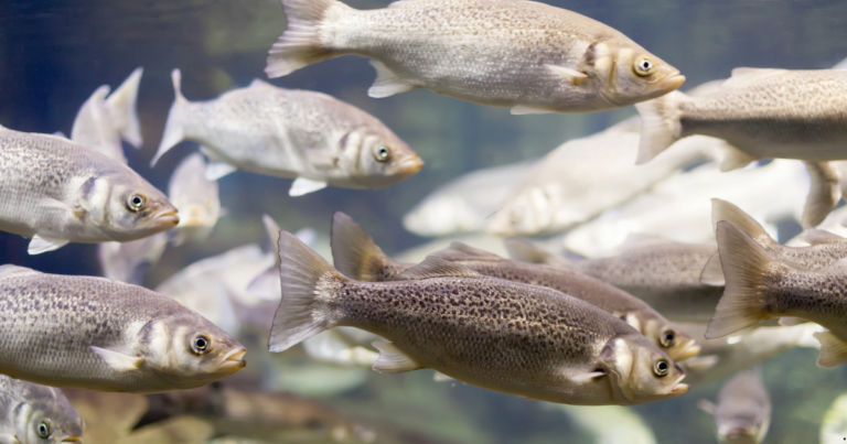 Estudo do Instituto de Pesca revela benefícios do perifíton na produção sustentável de peixes e hortaliças