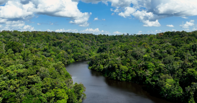 Marfrig, Minerva e Rio Maria lideram controle de cadeia contra desmatamento na Amazônia