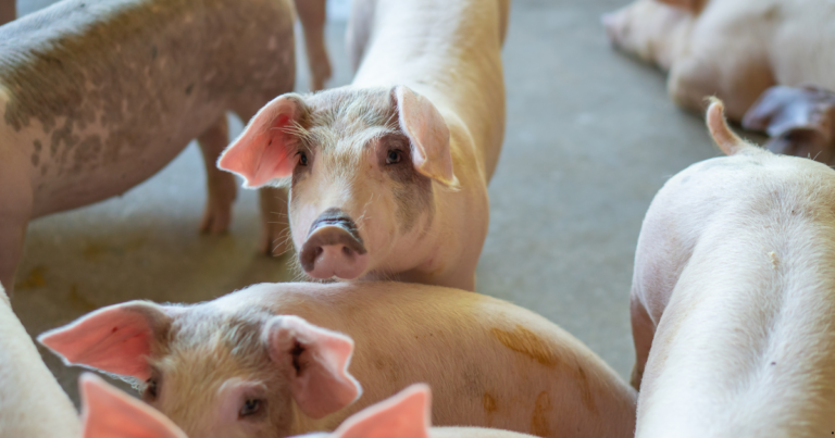 ACSURS reafirma compromisso com suinocultura gaúcha após desafios de 2024