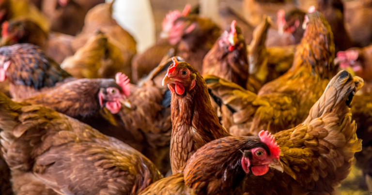 Projeto de pesquisa sobre agentes virais em aves é premiado no Congresso Veterinário de Especialidades