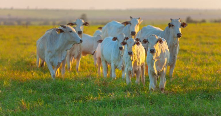 Longa-metragem de jornalistas aborda ‘um mundo sem vacas’