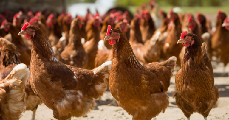 Surto de gripe aviária nos EUA reforça a importância do cadastro sanitário para o produtor rural de Minas Gerais