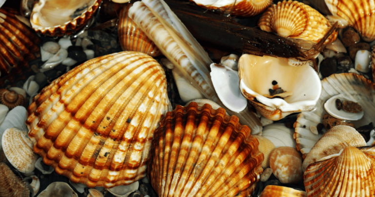 Defesa Agropecuária descarta contaminação em moluscos bivalves após mancha vermelha no litoral paulista