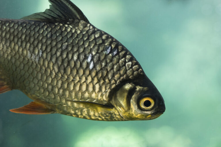 Instituto de Pesca investiga vírus ISKNV que ameaça a sanidade dos peixes