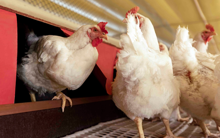 Aurora Coop amplia iniciativas para garantir bem-estar animal no campo e na indústria