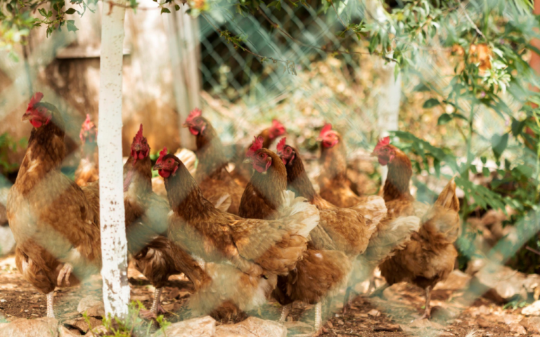 Exportações mantêm mercado de frango firme, apesar de desafios no custo de produção