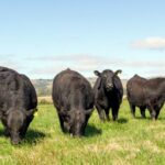 Mulheres impulsionam a Carne Angus Certificada 