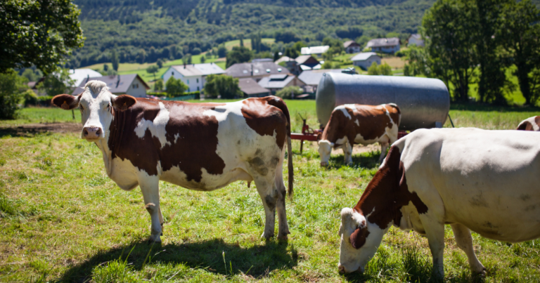 Inovação da Agrifirm reduz emissão de metano e impulsiona a produção no campo