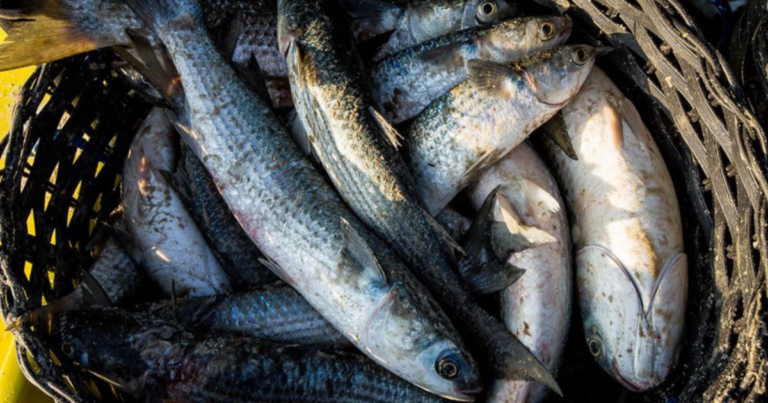 MPA e MMA estabelecem regras e cotas para pesca da Tainha em 2025