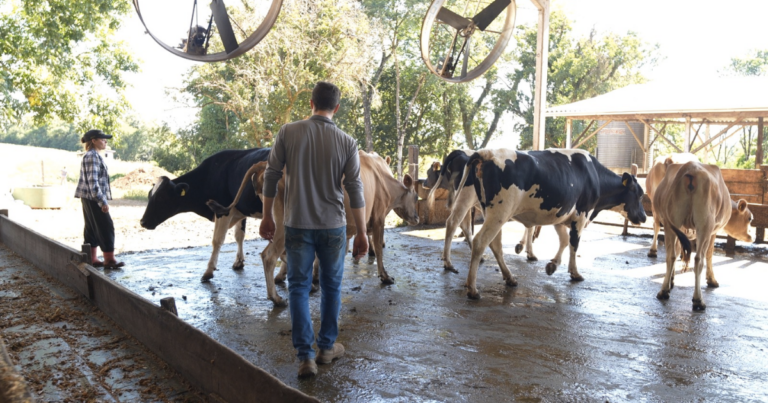 Leite Bom SC fortalece produção e incentiva permanência no campo