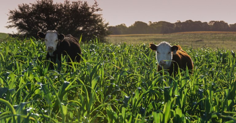 Ministério da Agricultura lança nova fase de programas de desenvolvimento agropecuário na Baixada Cuiabana