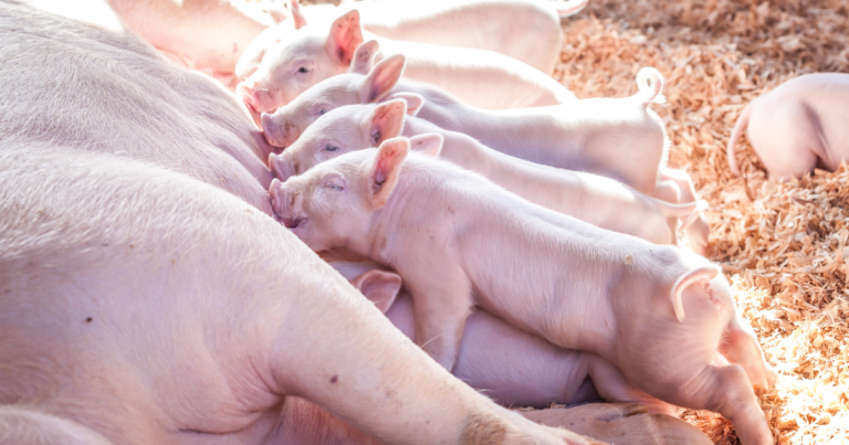 Hipótese da higiene: um novo olhar sobre a sanidade na suinocultura