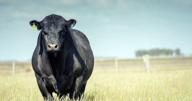 Angus se prepara para o nascimento dos primeiros animais com edição gênica