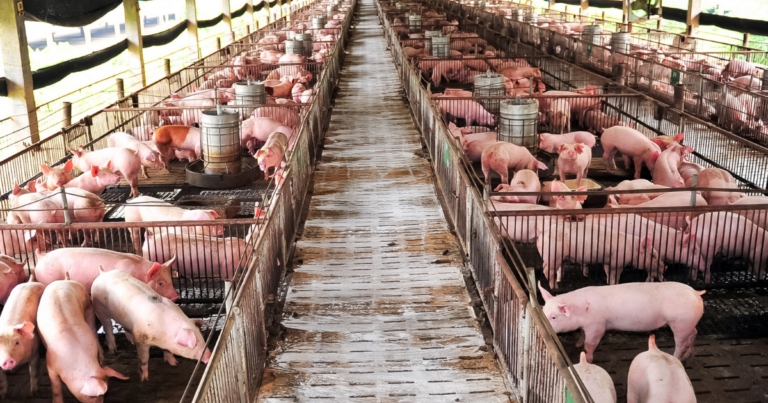 Linha de nutrição impulsiona a suinocultura unindo inovação e sustentabilidade