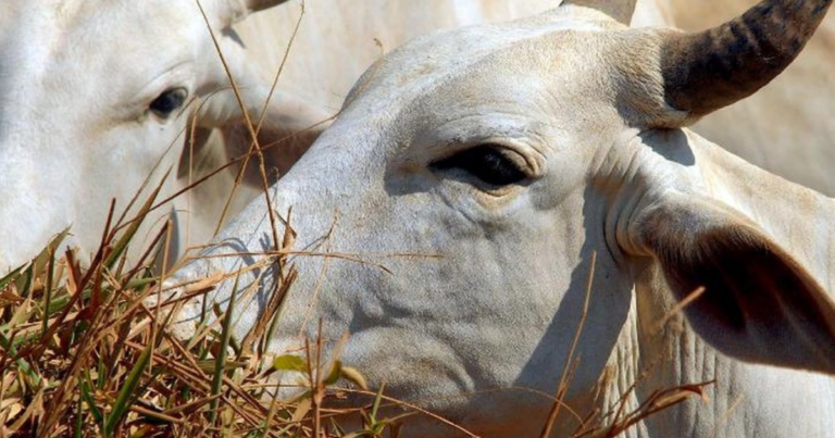 Genética bovina: ASBIA lança Anuário 2025 com análise completa do setor