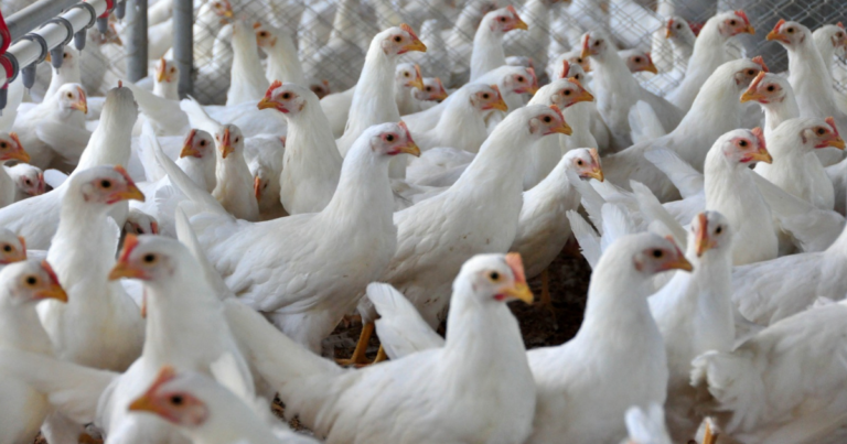 Anúncio da abertura de Sarawak é comemorado por exportadores de aves
