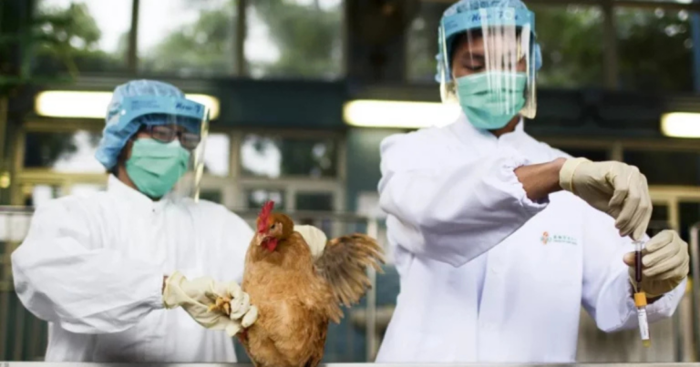 Surto de gripe aviária nos Estados Unidos serve de alerta para o mercado nacional