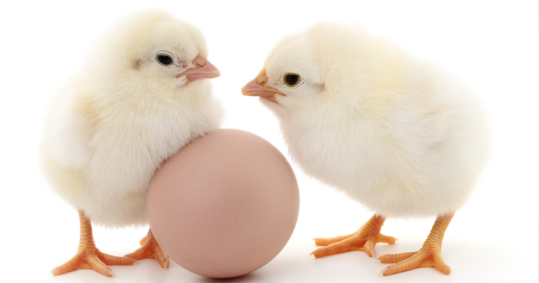 Mercado de frango e ovos tem oscilações em fevereiro